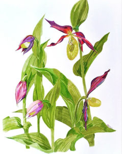 Cypripedium calceolus L.